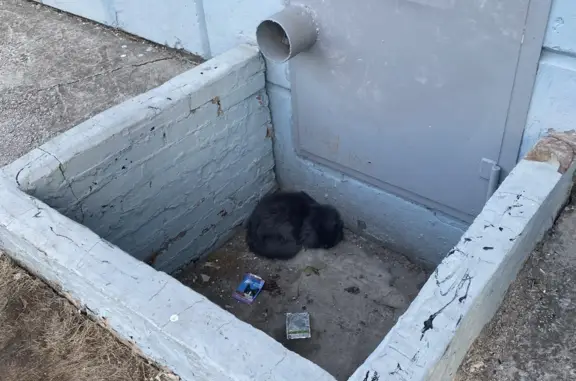 Найдена кошка, Пермякова 68к2, Тюмень