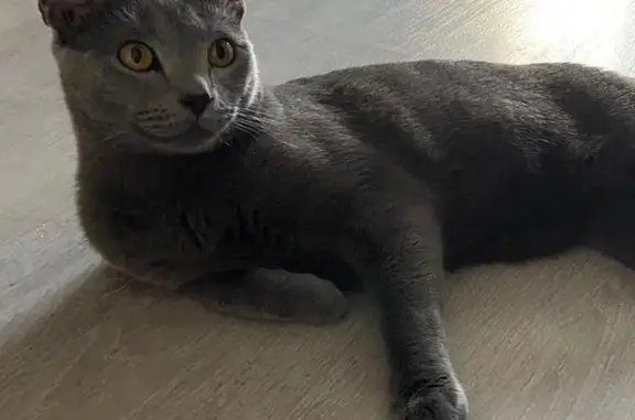 Кошки потеряшки, Новосибирск, фото: Потеряшка кот по адресу Ясный Берег, 25, Новосибирск