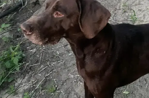 Пропала курцхаар собака в Московской области