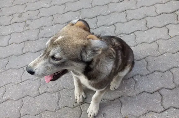 Собака найдена: ул. Правая Суконовка, 2, Воронеж