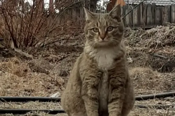 Пропала кошка в деревне Арбижил, Республика Бурятия