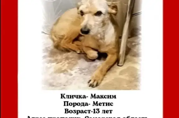 Пропала собака Максим, ул. Надежды, Троекуровка