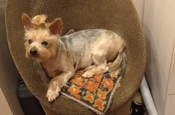 Собаки потеряшки, Санкт-Петербург, фото: Потеряшка собака на Дворцовой площади