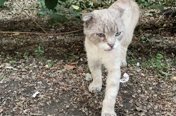 Найдена кошка на ул. Пушкина, 65, Челябинск