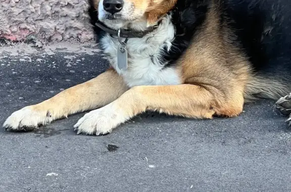 Пропала собака Кобель 9 лет, адрес: Ленинградский проспект, Москва
