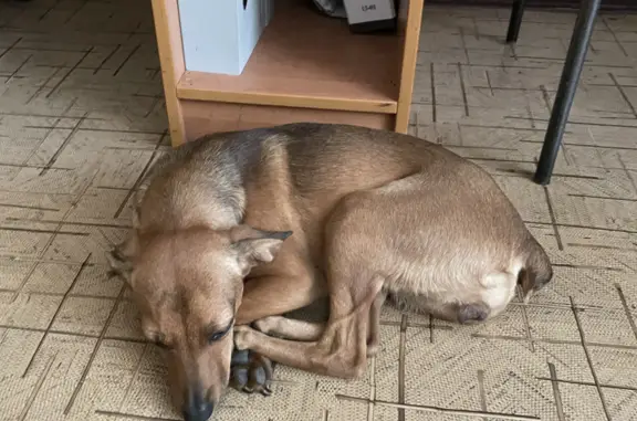 Найдена собака: ул. Ипатова, 58, Ставрополь