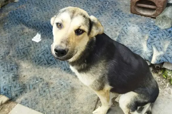 Пропала собака: девочка, окрас смесок оварки, проспект Айвазовского, 31