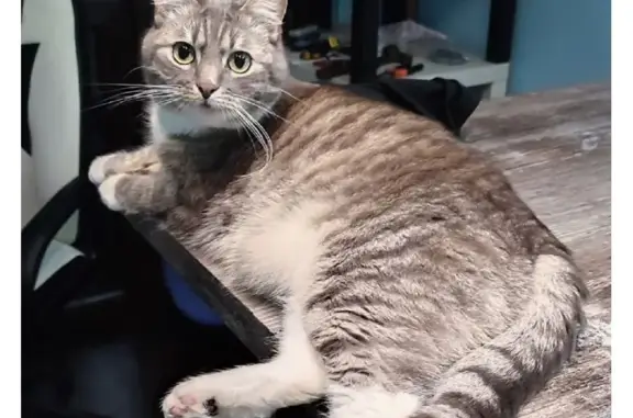 Кошки потеряшки, Санкт-Петербург, фото: Потеряшка кошка Тимофей, пр. Народного Ополчения, 10