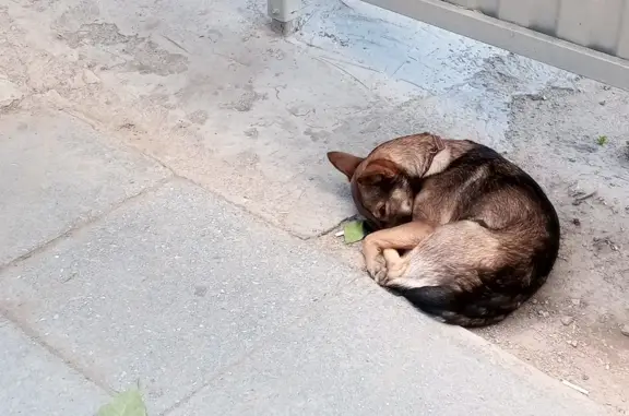 Найдена собака, ищем дом! Республиканская ул., 41А, Новосибирск