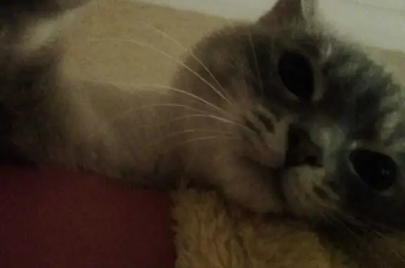 Кошки потеряшки, Набережные Челны, фото: Потеряшка кошка с серенькими ушками и хвостиком, голубоглазая 52/07