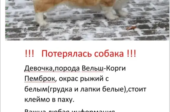 Пропала собака: Дорожная улица, 52, Барнаул
