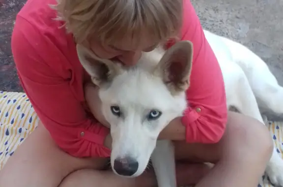 Пропала собака Мальчик, белый с бежевым оттенком, г. Петрозаводск