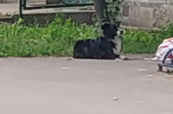 Собака найдена на Костромском проспекте, 24