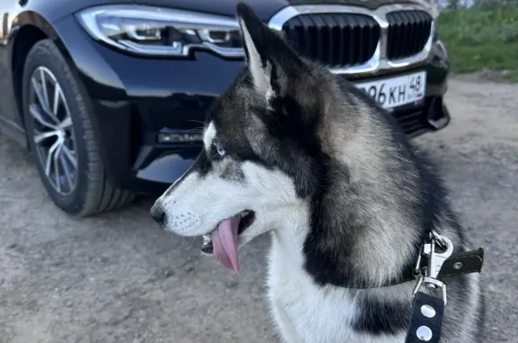 Найдена собака хаски на Советской улице, Липецк