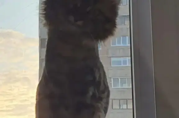 Пропала кошка Софа, Магнитогорск