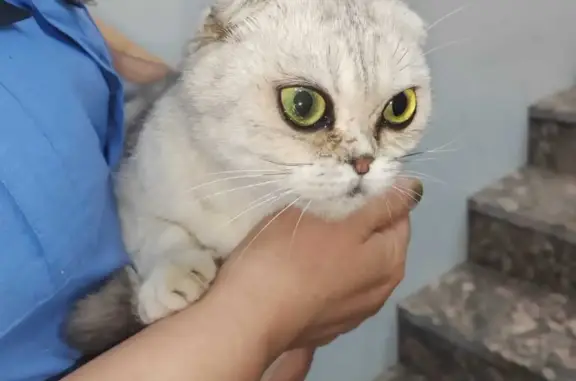 Найдена молоденькая кошка на Абрикосовском переулке