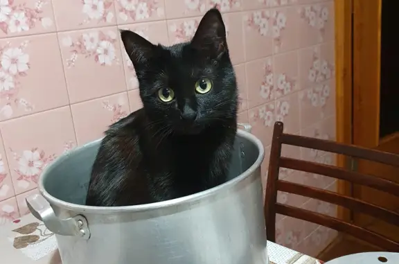 Пропала кошка: Чёрная, 3 года, ул. Ловчикова, 43, Троицк