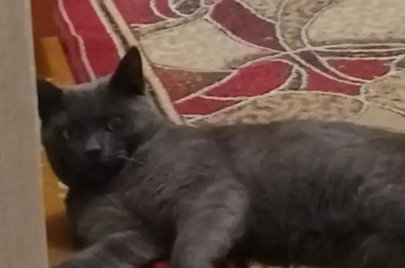 Найдена кошка в Крайнем переулке, Барнаул