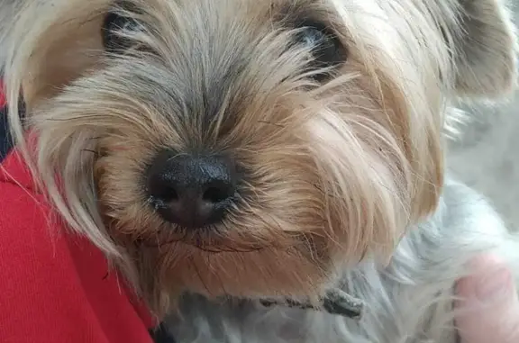 Найденные животные Московская область, фото: Найдена собака с ошейником на Рыбхозном шоссе