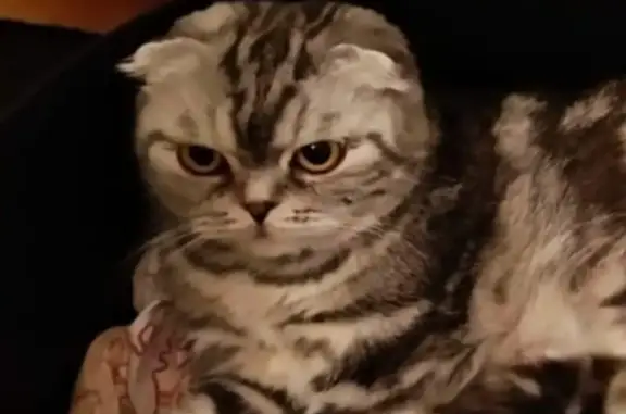 Кошки потеряшки, Набережные Челны, фото: Потеряшка вислоухая кошка Вася, Набережные Челны