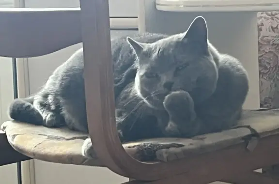 Потерянные животные Смоленск, фото: Пропала кошка: голубая британка, 10 лет, 2-й Пригородный пер., 8, Смоленск