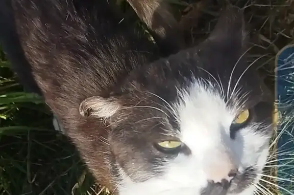 Пропала кошка в Лучегорске, повреждения ушек и хвоста