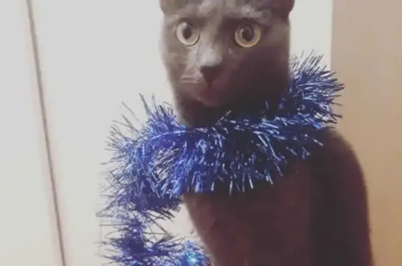 Потерянные животные Санкт-Петербург, фото: Пропала кошка Серая на Муринской дороге, СПб