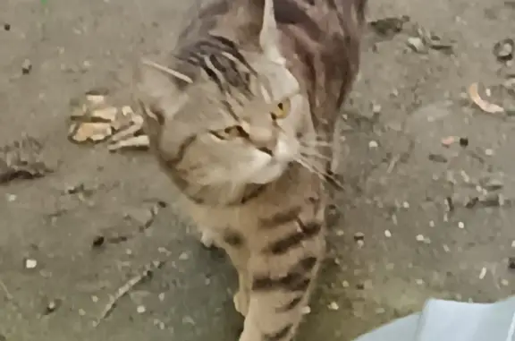 Найдена кошка, ул. Циолковского 9, Лобня