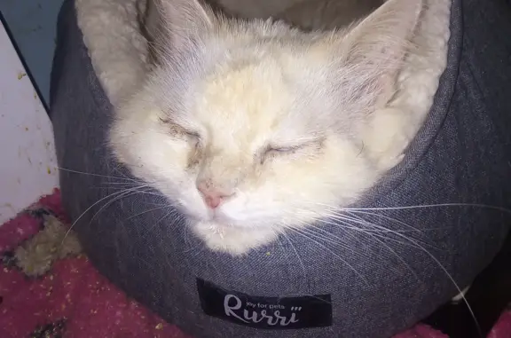 Пропала кошка: потерялся белый кот в Кузьминском лесопарке, Москва