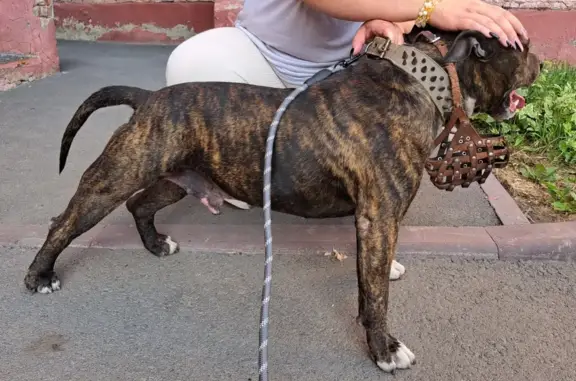 Найдена собака в Кемерово, ищем хозяев