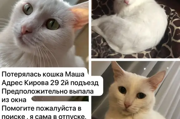 Пропала кошка Маша, ул. Кирова 29, Норильск