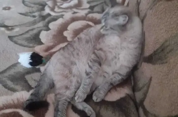 Пропала стерилизованная кошка, 10 лет, темно-серая, полосатая, Алтайский край