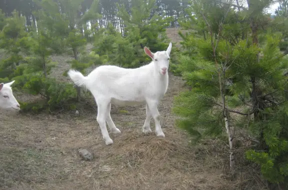 Пропала белая зааненская коза, адрес: Журавки