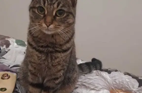 Кошки потеряшки, Набережные Челны, фото: Потеряшка кошка, адрес: 17/16 Набережные Челны