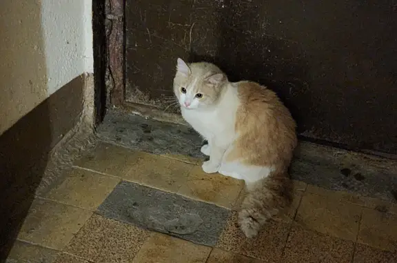 Найдена кошка: рыже-белая, наб. Фонтанки 156, СПб