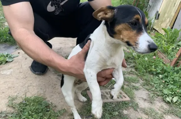 Найден щенок Джек-Рассела на Белокаменном шоссе, Видное
