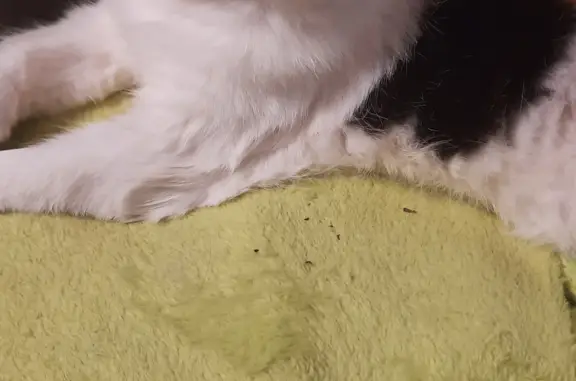 Потерянные животные Смоленск, фото: Пропала кошка, ул. Попова 120, Смоленск