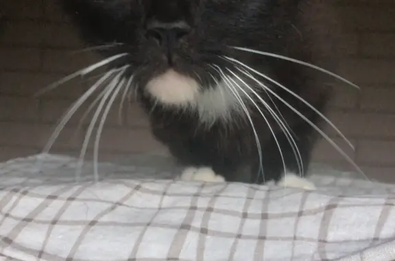 Найдена вылинявшая британская кошка на ул. Некрасова, 566, Майкоп