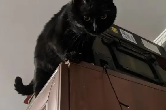 Пропал черный кот Жорик, ул. Адмирала Лазарева, 43, Москва