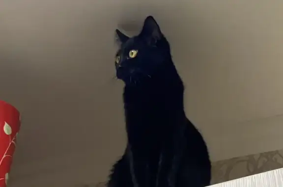 Пропала черная кошка с рыжими подпалинами в Ступино