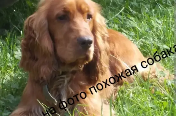 Собака Полине найдена на Колтушском шоссе