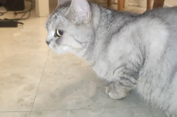 Найден серый кот ул. Терешковой, 17, Балашиха