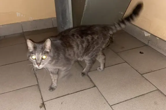 Найдена кошка на ул. Толмачёва, 17, Ивантеевка