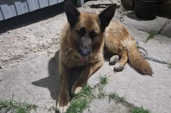 Найдена собака на Хомяковском шоссе, Тула