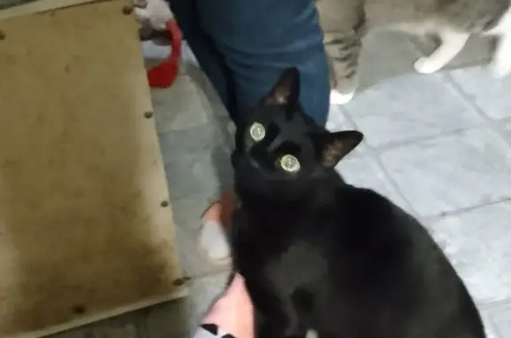 Кошки потеряшки, Санкт-Петербург, фото: Потеряшка кошка Кот, черный, на улице Новосёлов, 19, СПб