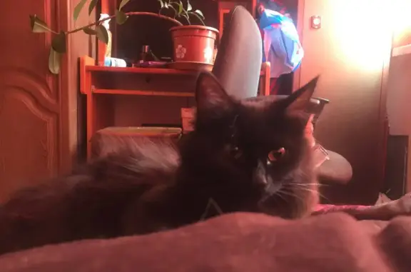 Кошки потеряшки, Новосибирск, фото: Потеряшка кошка: Девочка, черная, ул. Бориса Богаткова 256, Новосибирск