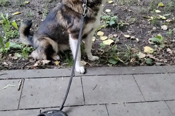 Найдена собака на ул. Прянишникова, 19, Москва