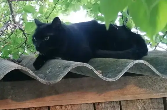 Пропала кошка: черная с белой манишкой. Ул. №8, Подстёпки, Тольятти