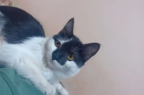 Пропала черно-белая кошка на ул. Свободы, 13, Кемерово