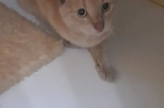 Найдена кошка Мраморный рыжик, 8-я Советская улица, 35